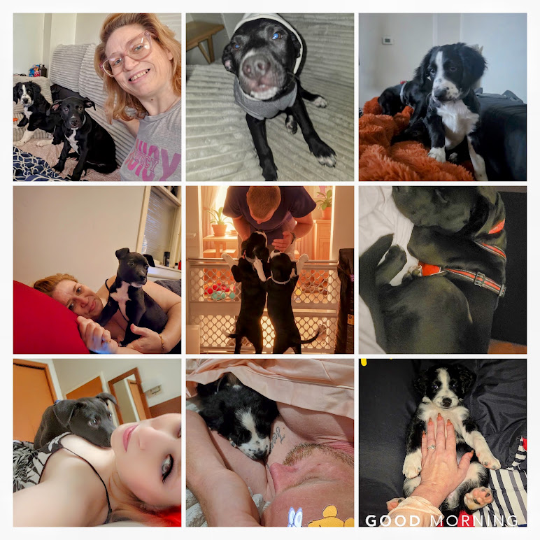 Family and dogs photo collage